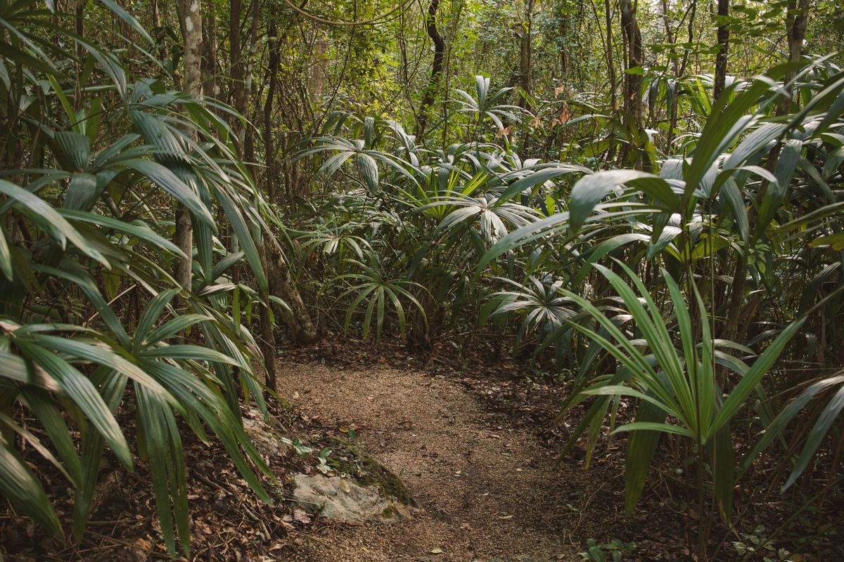 Tropical forest trail climbing through dense jungle, evocative of Gunung Raya, Langkawi